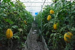 吃瓜群众黄多余,揭秘吃瓜群众的趣味生活