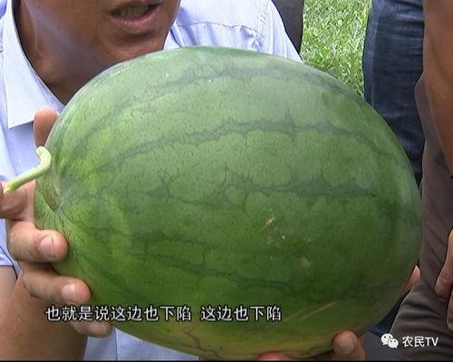 瓜皮的吃瓜群众,揭秘吃瓜群众的狂欢世界