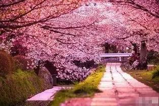 樱花小镇里面的吃瓜群众,吃瓜群众的欢乐盛宴