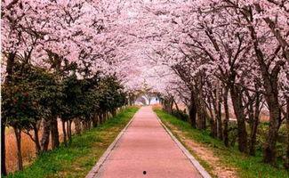 樱花小镇里面的吃瓜群众,吃瓜群众的欢乐盛宴