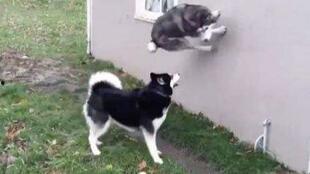 吃瓜群众碰拳二哈视频全集,一场欢乐的宠物互动盛宴