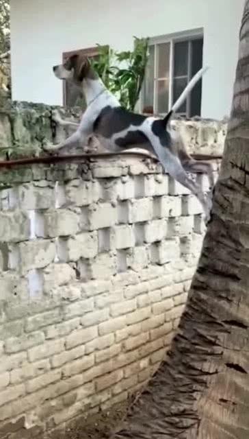 活捉一只吃瓜群众怎么办,如何巧妙应对围观现象