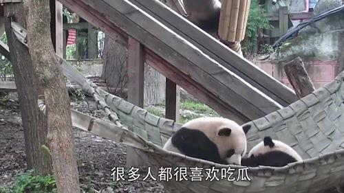 熊猫当吃瓜群众,吃瓜群众的趣味生活